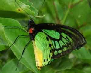 Попондетта – место обитания бабочки вида птицекрыл королевы Александры